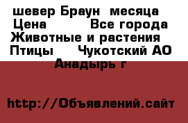 шевер Браун 2месяца › Цена ­ 200 - Все города Животные и растения » Птицы   . Чукотский АО,Анадырь г.